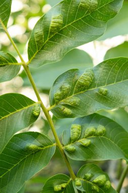 Ceviz Yaprakları Sarı Oval Safralarla Gall Mites Sebebi.