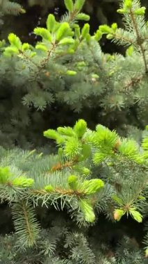Genç Yeşil Ladin İğneleri Bahar Rüzgarında Nazikçe Esiyor