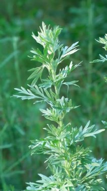 Wild Plant Wormwood Artemisia Close-Up in Natural Light, Vertical Slow Motion.