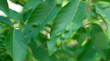 Ceviz Yaprakları Sarı Oval Safralarla Gall Mites Sebebi.