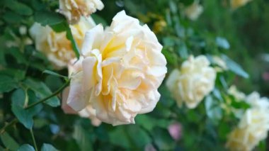 Makro açık sarı gül tomurcuğu çiçek açmış.