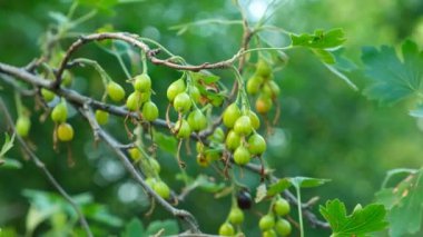 Frenk üzümünün dallarında olgunlaşmamış yeşil üzümler..