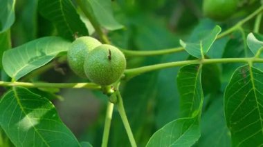 Ağaç dalında olgunlaşmamış cevizler, yavaş çekimde..