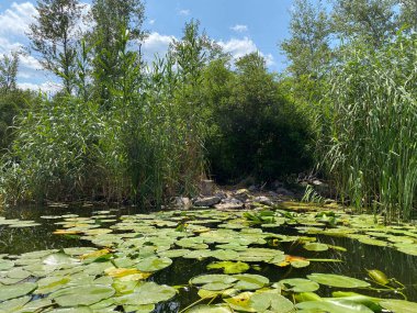 Nehirdeki nilüferler, Avrupa 'nın el değmemiş vahşi yaşamı..