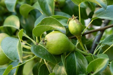 Ağaçtaki olgunlaşmamış armut, taze meyveler.