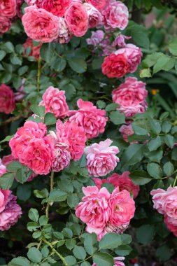 Pembe Güller 'in Büyük Çalıları Tam Çiçek Açtı, Kapalı Çiçek Arkaplanı.