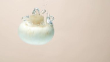 Beyaz taze mantar şampiyonu metin için yavaş çekim boşluğunda daldırılıyor