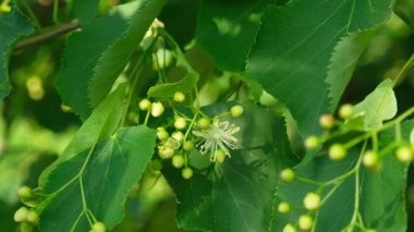 Linden Ağacı Çiçekleri ve Meyveler Ağaçta Olgunlaşmış Fındıklar, Yavaş Hareket.