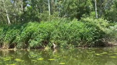 Yaygın Reed, Avrupa Nehri 'nde Rüzgarda Sallanıyor.