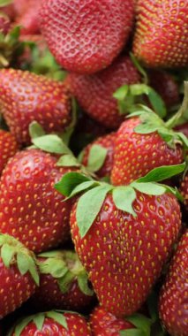 Taze olgun çilekler. Yaz Böğürtlen Dikey Döndürme.