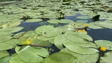 Nehirdeki nilüferler, Avrupa 'nın el değmemiş vahşi yaşamı..