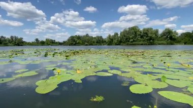 Nilüferlerin üzerinde uçan kuşlar, Avrupa 'nın el değmemiş vahşi doğası.