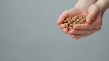 Elleri çiğ pişmemiş vicia faba fasülyeleri ağır çekimde.