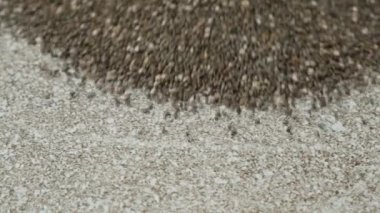 Chia tohumu dağılıyor, makro yavaş çekim.