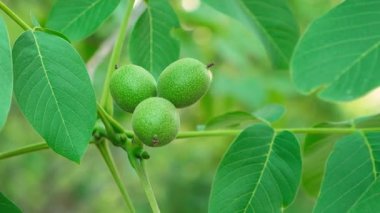 Olgunlaşmamış yeşil cevizler yakın plan bir ağaç dalında