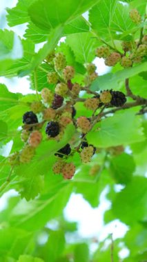 Olgun ve olgunlaşmamış dutlu ağaçta dikey ağır çekimde.