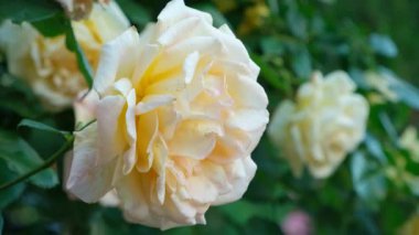 Makro açık sarı gül çiçeği, yavaş çekim