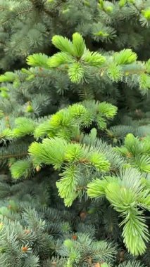 Taze Bahar Şırıngaları Rüzgarda Sallanıyor Yakın planda