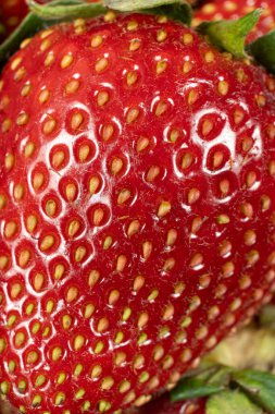 Olgun Çileklerin Macro Manzarası. Yaz Hasadı Arkaplanı.