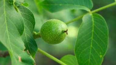 Olgunlaşmamış yeşil cevizler yakın plan bir ağaç dalında.