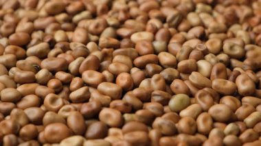 Yenilebilir At Bahçesi Vicia Faba Macro Dönüşü.