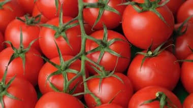 Sarmaşıkta Kokteyl Domatesleri.