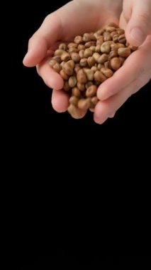 Elleri çiğ vicia faba fasulyesi döküyor. dikey ağır çekim.