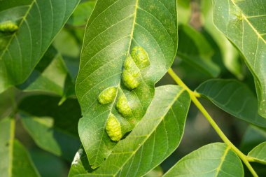 Cevizdeki Gall Mite Hasarı Oval Sarı Deformasyonlu Yapraklar.