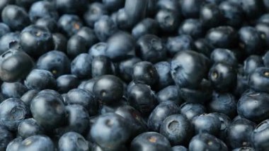 Yavaş Çekimde Düşen Yabanmersini. Böğürtlen Yığını