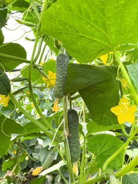 Bir serada taze salatalık yetiştiriyorum.