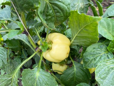 Taze sarı çan biberleri Bush 'ta yetişiyor, sebze yetiştiriyor..