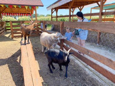 Anne ve oğul çiftlikte hayvanları besliyor.