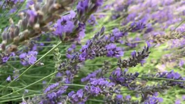 Lavanta tarlası Yazın çiçek açıyor