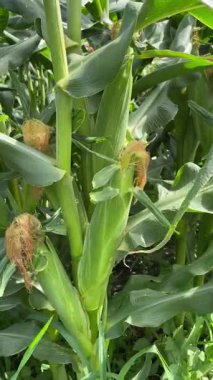 Doğal Kırsal Çevrede Modern Mısır Tarım Süreci.