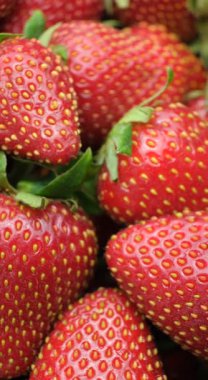 Olgun taze çilek makrosu, temiz tahıllar, dikey meyve arkaplanı..