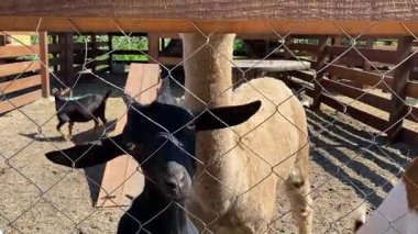 Güneşli Çiftlikte Gülümseyen Keçiler ve Yumuşak Alpakalar.