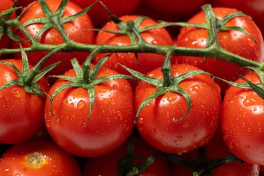 Taze su damlacıklarıyla domates..