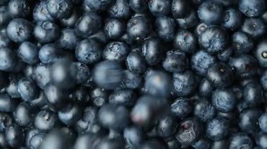 Yavaş Çekimde Düşen Yabanmersini. Böğürtlen Yığını.