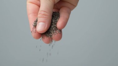 Chia tohumları yavaş çekimde dökülüyor. Organik süper gıda bileşeni