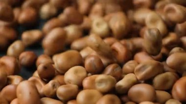 Kurutulmuş çiğ çiğ Victoria Faba fasulyeleri yavaş çekimde dökülüyor..