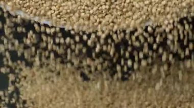 Pişmemiş Beyaz kinoa Yavaş Çekim.