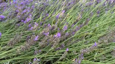Lavanta tarlası Yazın çiçek açıyor