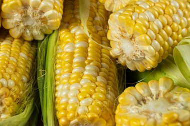 Detaylı taze çiğ mısır koçanı makrosu..