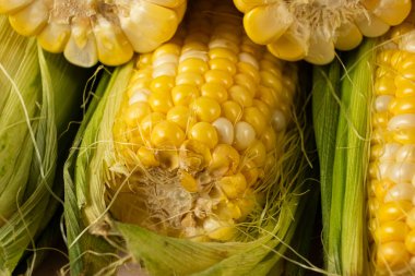 Yeşil yapraklı taze çiğ mısır koçanları.