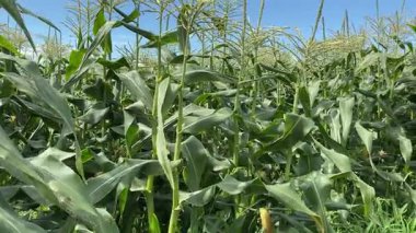 Doğal Kırsal Çevrede Modern Mısır Tarım Süreci.