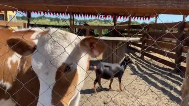 Bir çitin arkasındaki çiftlikteki inek ve keçilerin komik şirin portreleri.