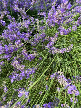 Aromatik Lavanta Çiçekleri Tamamen Açtı