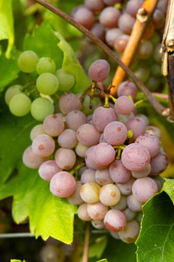 Sarmaşıktaki Olgun Üzüm Kümelerinin Yakın Çekimi.