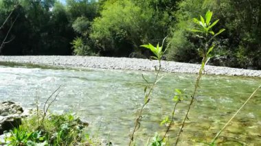 Yazın Orman Irmağı ile Güzel Doğal Arkaplan.