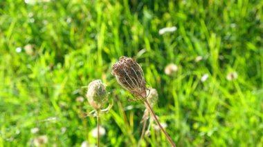 Fresh Green Alpine Herbal Flora in Nature Landscape